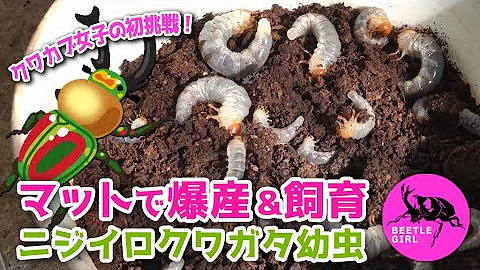みんなが必ず失敗する産卵セット クワガタ飼育 Mp3