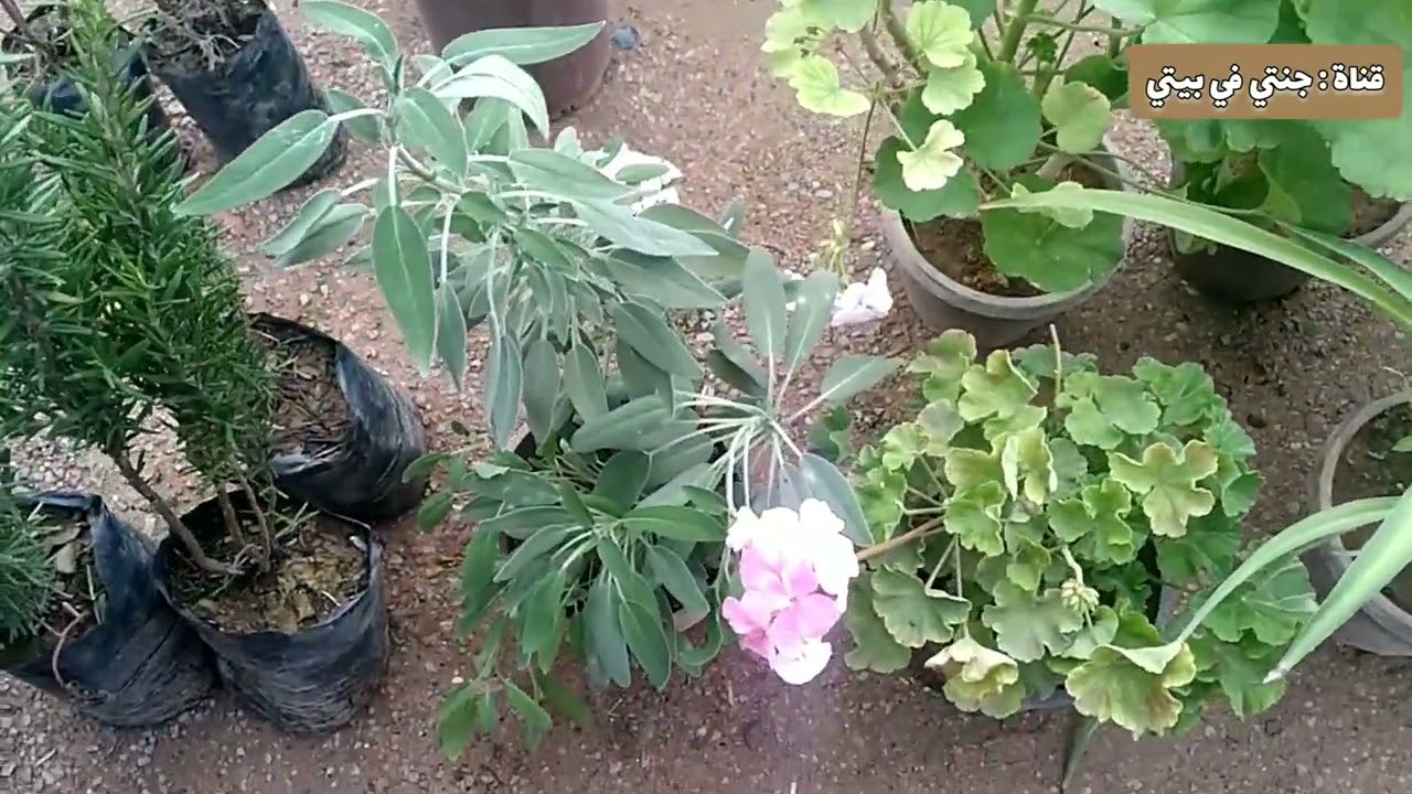 جولة في سوق النباتات +مشترياتي🪴❤️