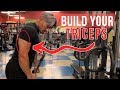 3 Essential Exercises for Wider Triceps | BUILD Bigger Triceps | VLOG Update