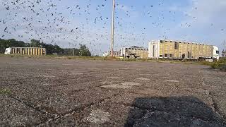 Duivenlossing Afdeling 10 Gennep 22072023