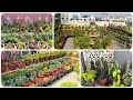 November Terrace Garden Overview 🏡🏵️