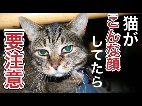 猫のこんな表情には要注意!簡単に見分ける方法ご紹介します hqdefault