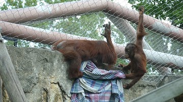 Toledo Zoo 2019 Senior Safari #6~ Baby Orangutan