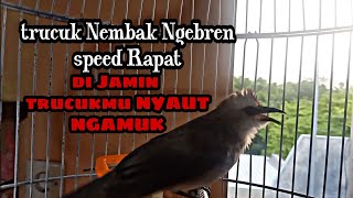 trucuk Nembak Ngebren speed RAPAT pancingan trucukan Paling Cepat direspon bikin NGAMUK trucukanmu