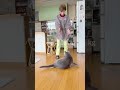 【待ちくたびれて床で整いながら待つ、ハグ猫グレちゃん】 #猫のいる暮らし #シャルトリュー #ばあちゃん大好き #保護猫 #癒し動画 #bigcat