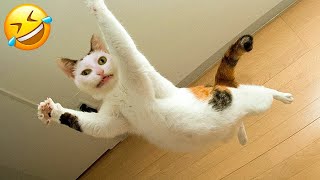Funny Cats And Dogs Videos   Funniest Animal Videos 2023!