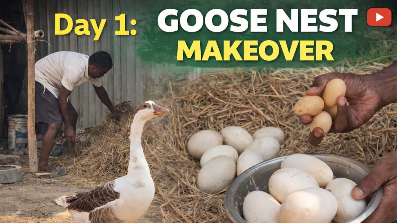 100 Days of Farm Life – Episode 1 | goose nest makeover