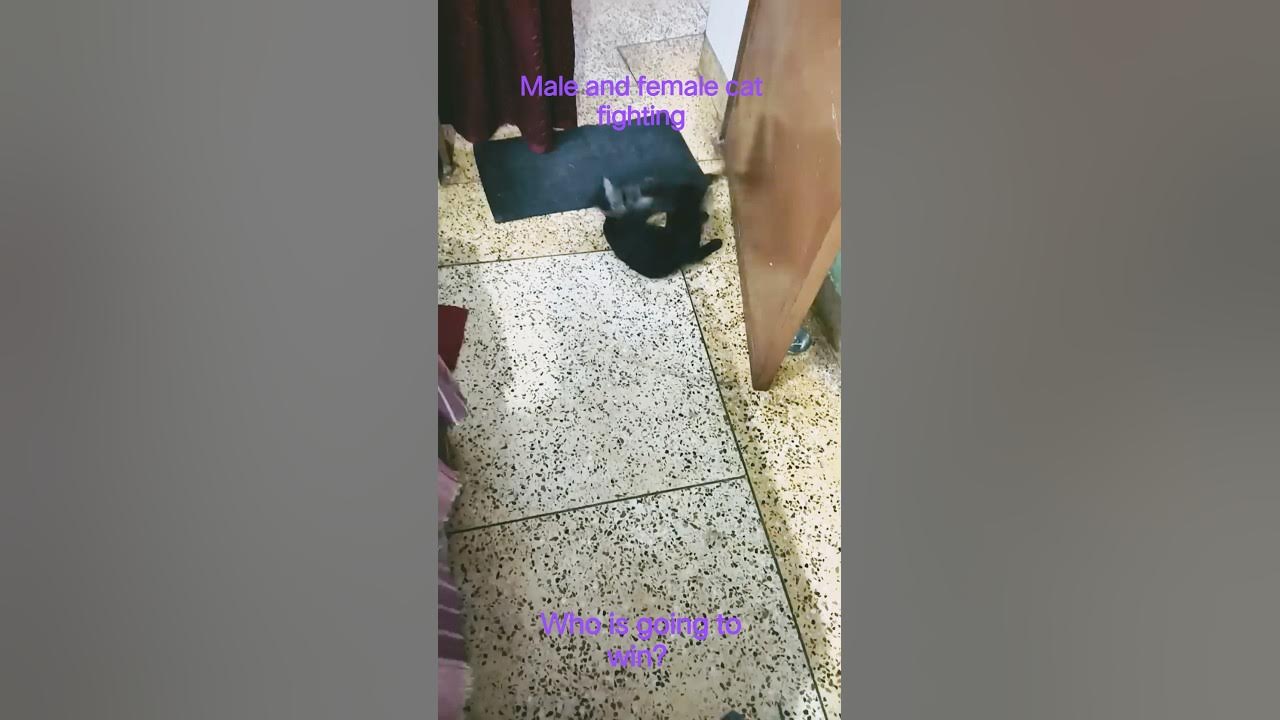 cat fighting #music #song #coversong #cat #singer #love #kitten #colonelkkjϟ cat fighting #music #song #coversong #cat #singer #love #kitten #colonelkkjϟ