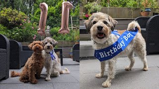 Hundegeburtstag/ Pico's 11. Geburtstag