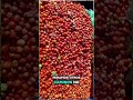 La otra cara del campo que pocos quieren ver #Campo #Agricultura #tomate #Tomateros #CampoColombia