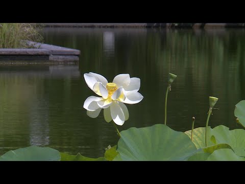 SÉRIE. Balades dans les plus beaux parcs de jardins de Bordeaux et de sa métropole