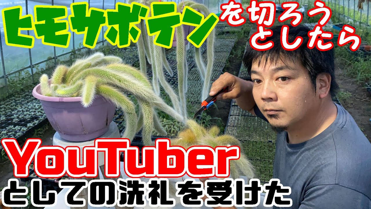 ヒモサボテンをカットして増殖 しようと思ったら 悲劇 ついに僕もやってしまいました Youtube