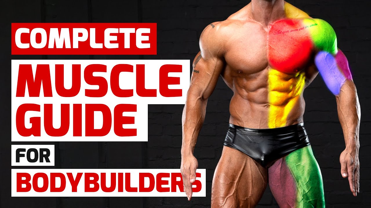 ⁣Complete Muscle Guide for Bodybuilders