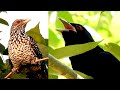 1 Hour Relaxing Koyal Birds Sounds| All cuckoo Bird singing songs| 4 koel bird sound| koyal ki awaaz