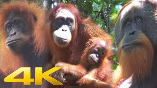 4K | The last Orangutans of Sumatra
