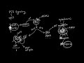 P53 apoptosis signaling