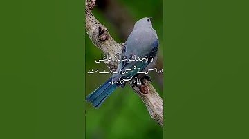 🌟 Surah Ad-Duha - سورة الضحى 🌟  #surahattin #surahtinurdutranslation #urdutafseer