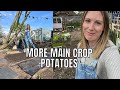 More main crop potatoes  allotment gardening for beginners
