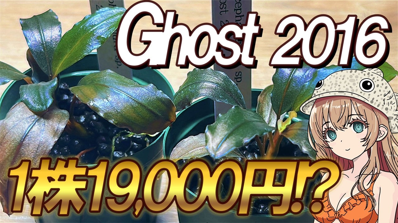 水草 Bucephalandra Ghost 2016 Super rare! Bucephalandra sp. Ghost 2016! A beautiful brown