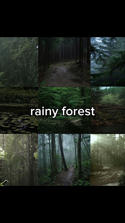 #aesthetic #tiktok #nature #view #forest #shorts