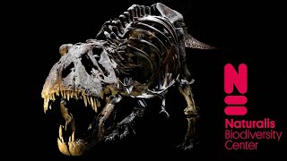 A T. rex Named Trix at the Naturalis Biodiversity Center @Killershrewfan