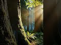 Nature Video 4K / ASMR Sound Effects