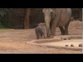 Ruwani ist endlich da! - Das Elefantenbaby im Zoo Zürich