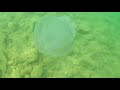 Медуза-корнерот