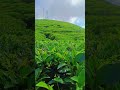 Tea garden Darjeeling #travel #nature #mountains #views #love #adventure #viralvideo