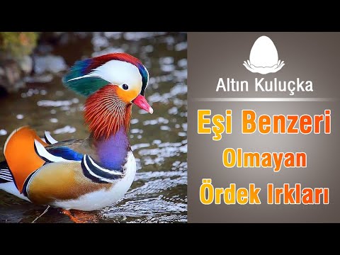 Video: İnanılmaz ve renkli mandalina ördekleri