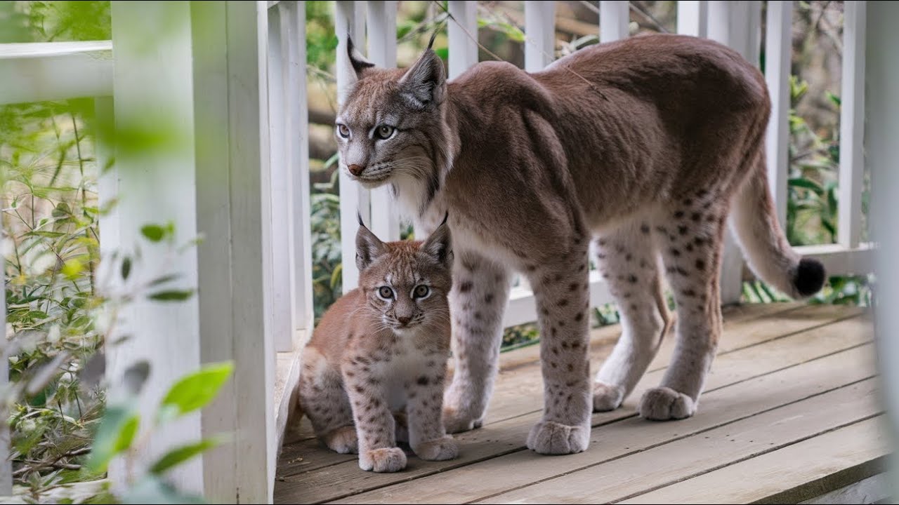 Man saved a pregnant LYNX, and 3 years later she came to him with her cubs