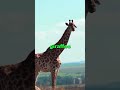 Who Would Win A Fight between An Elephant And A Giraffe#animallover #elephant #giraffe #fact#shorts