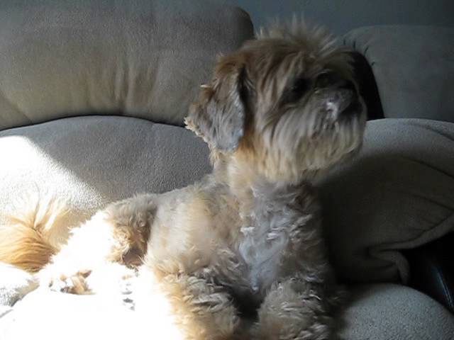 Shih Tzu Dog Pet Coughing Signs Of Heart Disease Hard To Breathe Youtube