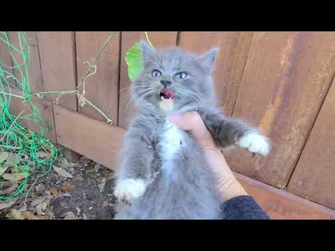Fluff Ball keeps winking at me 😀😃🙂