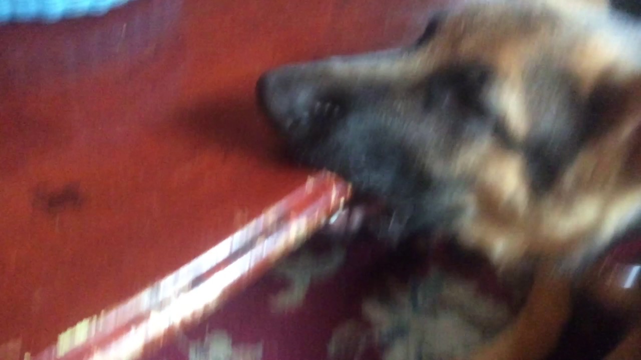 Dog biting wooden table YouTube