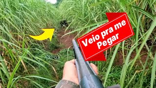 Aggressive Cachação came to get me 😬