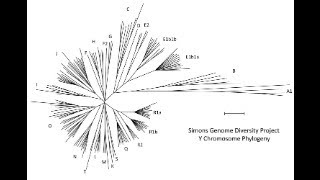 Y Chromosom Designations So Far