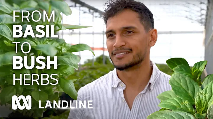 Unique hydroponic herb farm expands into native alternatives 🌿 | Landline | ABC Australia