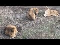 В вольере Чука все спокойно, а вот в соседнем...  Everything is calm in Chuk's lion enclosure ...