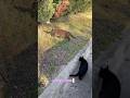 #cat #feralcat #catsofyoutube #straycat #chat #communitycats #goodmorning #greycat #blackcat #kitty