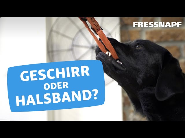 Perfektes Hundegeschirr für kleine Hunde: Top Auswahl! 3 sddefault