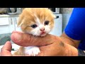 Kitten Coco bites daddy's finger while learning to eat