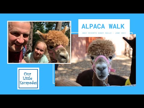 Alpaca Walk at Away Resorts Sandy Balls - An Alpaca Walking Experience
