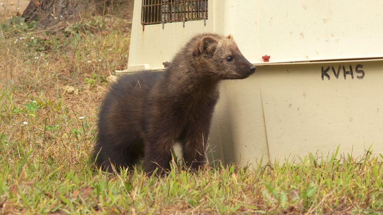 Are Minks Related To Fisher Cats?