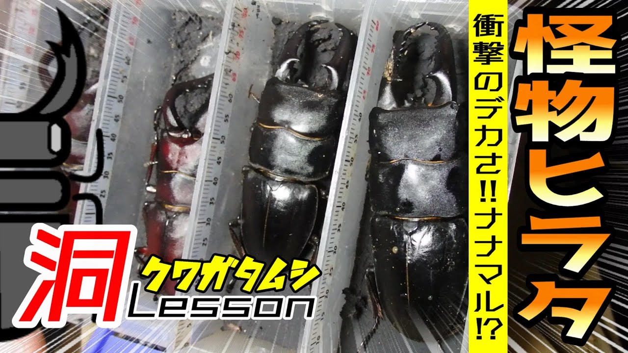 今季最大‼これがモンスターサイズ‼70ミリOVERのヒラタ【クワガタムシ