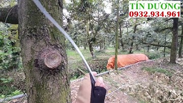 Hệ thống phun thuốc tự động cho Sầu Riêng ở xã Ngũ Hiệp, Cai Lậy, Tiền Giang.