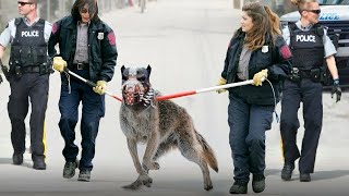 Diese Hunde sind überall auf der Welt verboten!