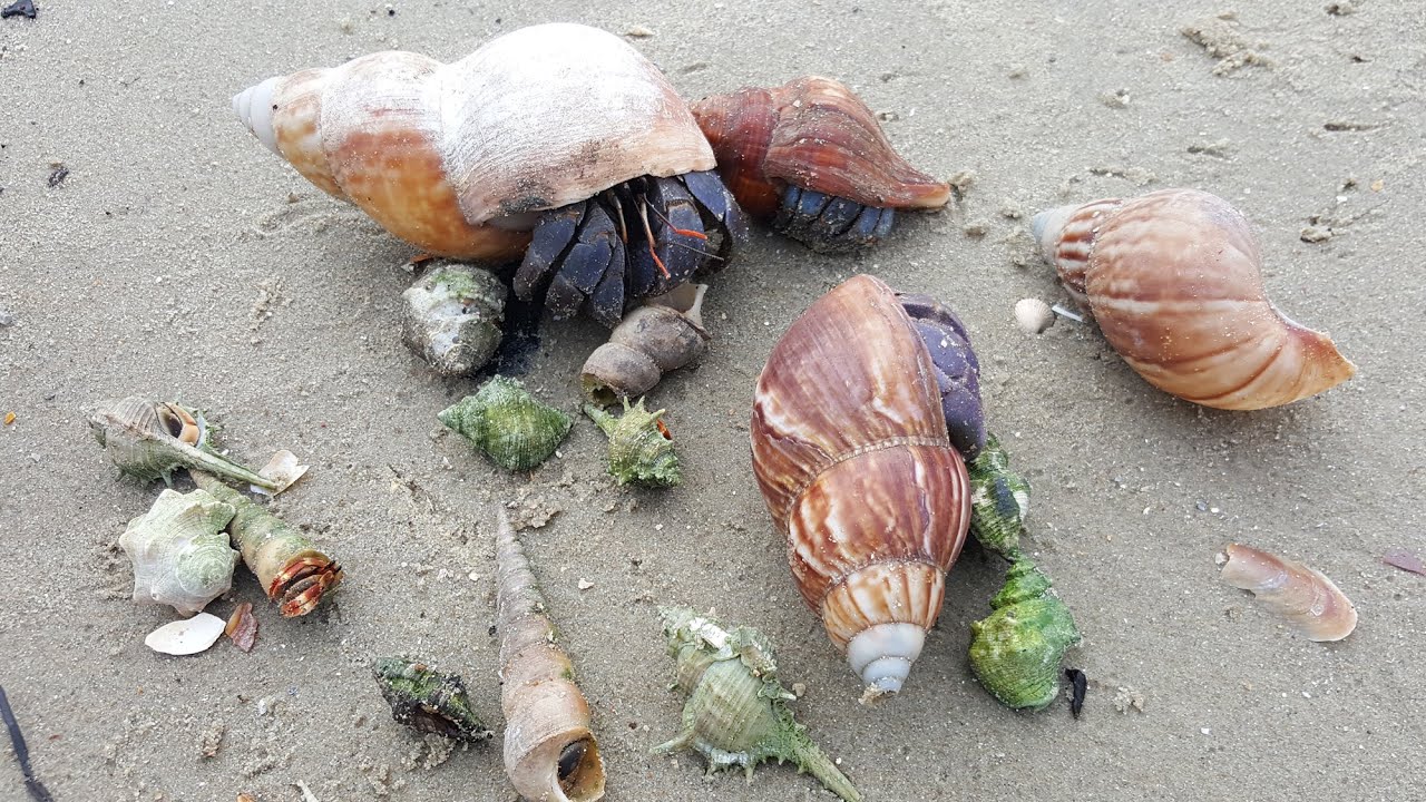 MENCARI KELOMANG UMANG UMANG DI TEPI PANTAI