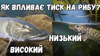 Як впливає зміна тиску на активність риби? Який тиск краще для риболовлі? Що кажуть вчені?