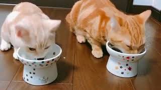 ハッピーダイニング　脚付フードボウル 限定Leaf